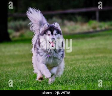 Husky felice Foto Stock