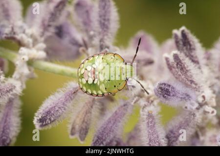 Colorato primo piano su un istar, ninfa, del sud verde scueldbug, Nezara virudula in viola salvia russa, fiori Perovskia yangi Foto Stock