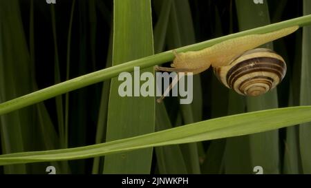 Primo piano di lumaca bruna che striscia su un germoglio di cipolla selvatica Allium sullo sfondo di foglie verdi. Foto Stock