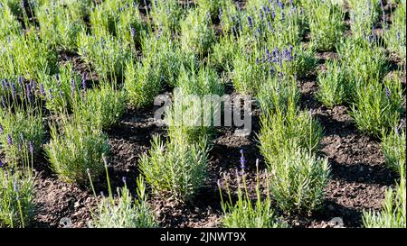 Città sfondo giardinaggio urbano. Cespugli di lavanda fioriscono nel parco cittadino. Vista dall'alto Foto Stock