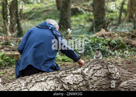 Scoiattolo grigio; Sciurus carolinensis; essere nutriti noci; Regno Unito Foto Stock