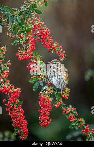 Redwing; Turdus iliacus; su Pyracantha; UK Foto Stock