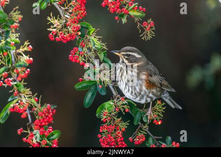 Redwing; Turdus iliacus; su Pyracantha; UK Foto Stock