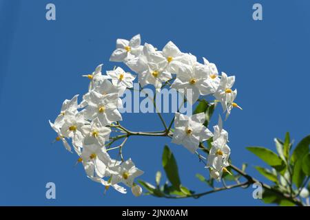 Stomatata, Jasminum, Oleaceae, piccoli fiori bianchi, arbusti, Vigne, famiglia delle olive, profumo caratteristico, coltivato, Jasmineae, arrampicata in rapida crescita Foto Stock