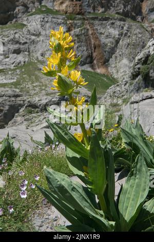 Grande genziana gialla nel suo habitat naturale alpino Foto Stock