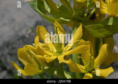 Primo piano del fiore giallo del grande genziano giallo Foto Stock