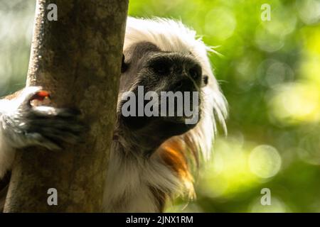 Tamarin cotton top che abbraccia un ramo d'albero mentre si guarda qualcosa, lo Zoo di Edimburgo Foto Stock