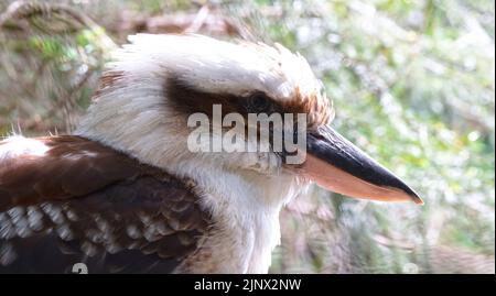 Ritratto di Laughing Kookaburra, fuoco selettivo sull'occhio Foto Stock