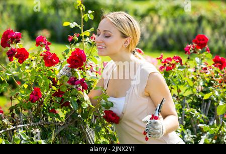 Donna bionda che si prende cura dei cespugli rossi di rosa Foto Stock