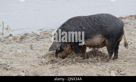 Il suino ferale (ibrido cinghiale-suino) scava il terreno nella zona costiera vicino al delta del Danubio Foto Stock