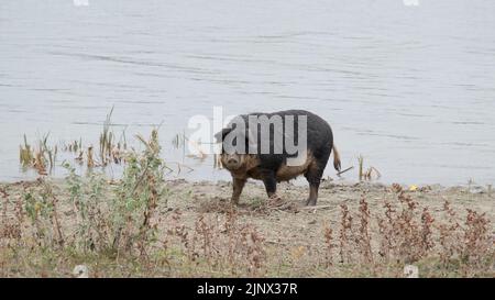 Il suino ferale (ibrido cinghiale-suino) scava il terreno nella zona costiera vicino al delta del Danubio Foto Stock