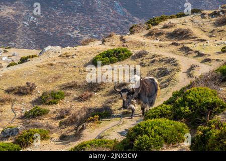 Sole che splende attraverso la valle sul campo Everest base trekking in Nepal con solitario yak. Concetto di viaggio e paesaggio. Foto Stock