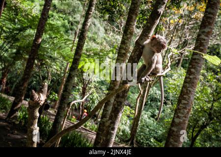 Macaco nella giungla vicino alla cascata Coban Rondo, provincia di Giava Orientale, Indonesia Foto Stock