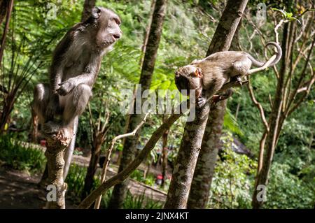 Macachi che mangiano granchio nella giungla vicino alla cascata di Coban Rondo, provincia di Giava Orientale, Indonesia Foto Stock