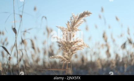 Canne ondate nel vento contro lo sfondo di neve. Primo piano di canne. Fondo naturale, canneti nel vento nei raggi del sole all'alba. Paesaggio invernale Foto Stock