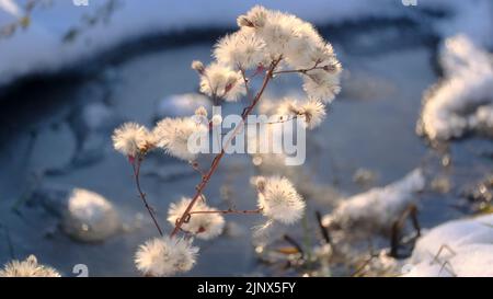 Gesso di mare sullo sfondo di neve e lago di sale congelato. Primo piano dell'Aster marino (Tripolium pannonicum) Foto Stock