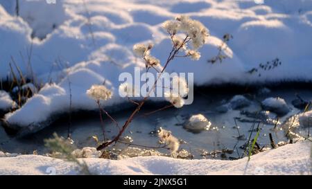 Gesso di mare sullo sfondo di neve e lago di sale congelato. Primo piano dell'Aster marino (Tripolium pannonicum) Foto Stock