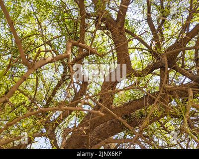 Salvadora persica o l'albero dello spazzolino da denti è un piccolo albero sempreverde nativo dell'India e del Pakistan particolarmente nei deserti Foto Stock