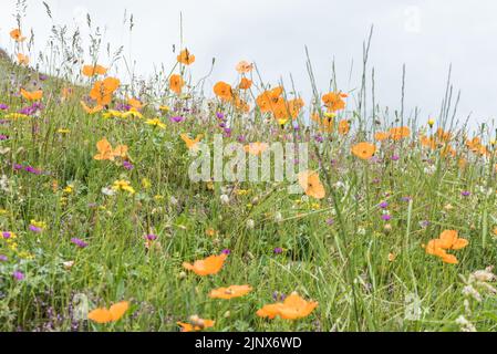 Gruppo del Poppy arancione, alpino - Papaver lateritium Foto Stock