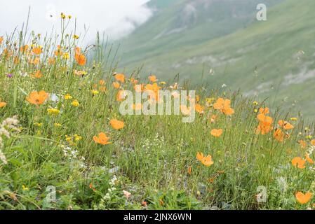 Gruppo del Poppy arancione, alpino - Papaver lateritium Foto Stock