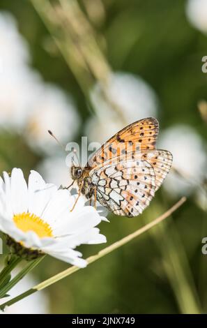 Nutrire il distillato a due punti (Brenthne hecate) Foto Stock