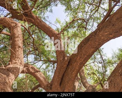 Salvadora persica ben noto come Peelu albero in India e Pakistan nel deserto Foto Stock