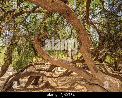 Salvadora persica o Peelu nel deserto del Thar Foto Stock