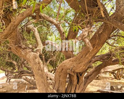 Salvadora persica anche conosciuto come Peelu albero nel deserto Foto Stock