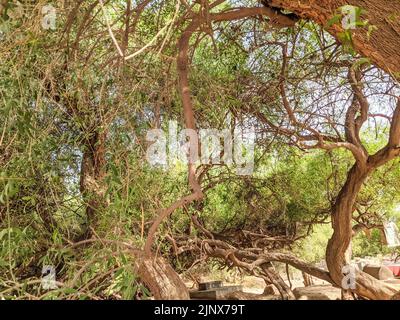 Peelu o Salvadora persica albero nel cimitero Foto Stock