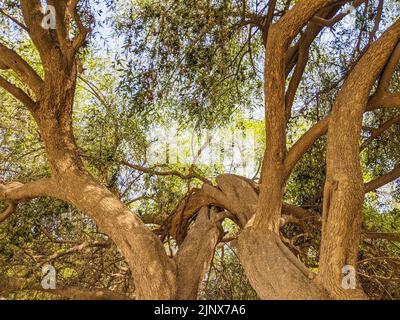 Salvadora persica ben noto come Peelu tor spazzolino da denti albero nel deserto Foto Stock