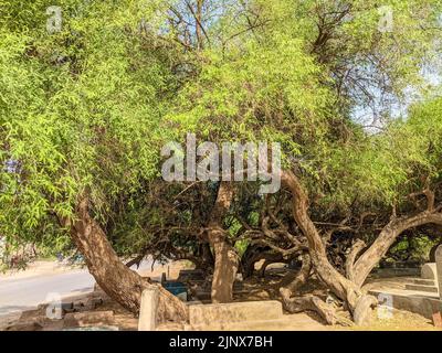 200 anni Salvadora persica anche conosciuto come Peelu albero nel cimitero Foto Stock