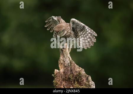 Un piccolo gufo selvatico (noctua di Athene) sta allungando le sue ali al mattino prima di andare attivamente a caccia di insetti e vermi in un frutteto. Foto Stock