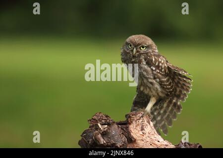 Un piccolo gufo selvatico (noctua di Athene) sta allungando la sua ala al mattino prima di andare attivamente a caccia di insetti e vermi in un frutteto. Foto Stock