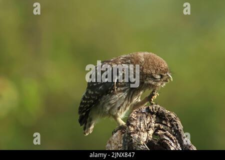 Un piccolo gufo selvatico (noctua di Athene) si sta graffiando la mattina prima di andare attivamente a caccia di insetti e vermi in un frutteto. Foto Stock