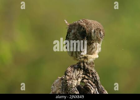 Un piccolo gufo selvatico (noctua di Athene) si sta graffiando la mattina prima di andare attivamente a caccia di insetti e vermi in un frutteto. Foto Stock