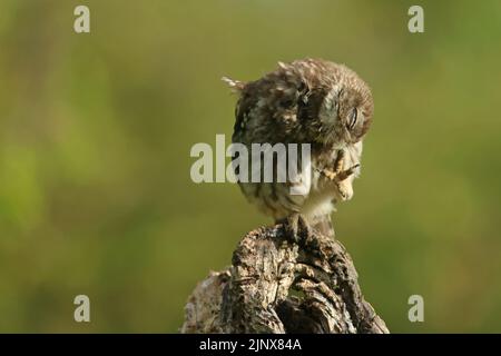 Un piccolo gufo selvatico (noctua di Athene) si sta graffiando la mattina prima di andare attivamente a caccia di insetti e vermi in un frutteto. Foto Stock