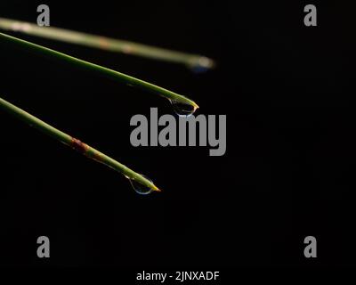 goccioline d'acqua pendenti da una foglia di spina di un albero Foto Stock