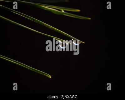 goccioline d'acqua pendenti da una foglia di spina di un albero Foto Stock