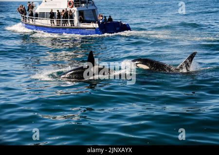 Un paio di Orcas o balene assassine sono stati avvistati nell'Oceano Pacifico vicino alla città di Kaikoura sulla costa orientale di South Island in Nuova Zelanda. Foto Stock