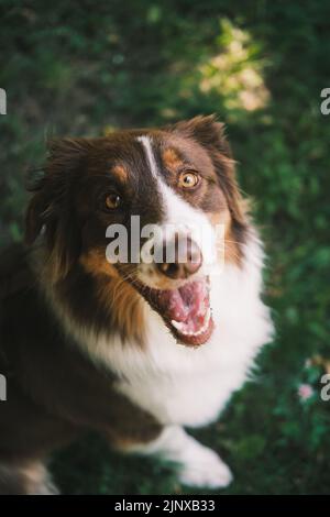 Carino cane pastore australiano in posa alla macchina fotografica. Bella australiana seduta su erba verde Foto Stock
