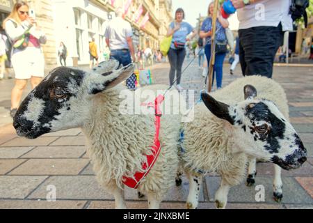 Glasgow, Scozia, Regno Unito 14th agosto 2022. Il clima caldo ha portato una vista strana nel miglio di stile della scozia, via buchanan mentre il sig. gibson ha portato due pecore giovani su un guinzaglio dalla sua casa nel sud dell'ayrshire per il giorno come sua moglie negozi; Gli agnelli lo seguono mentre la madre è morta e li sta alimentando da biberon che tiene in uno zaino nero, dice che lo vedono come loro madre. Credit Gerard Ferry/Alamy Live News Foto Stock