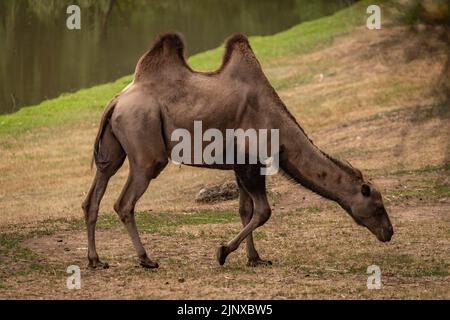 Cammello marrone su pavimento sporco in estate buio caldo giorno nuvoloso Foto Stock