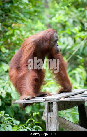 Orangutan in Tanjung Putting Parco Nazionale Borneo Foto Stock