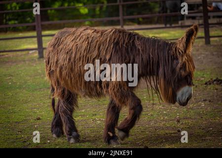 Pony marrone peloso su erba scura asciutta in giorno nuvoloso di estate Foto Stock