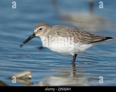 Dunlin (Calidris alpina) Foto Stock