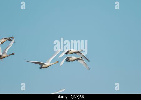 Tundra Swans (Cygnus columbianus) in volo Foto Stock