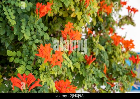 Tecoma capensis o Capo Honeysuckle la pianta fiorita con fiore rosso arancio brillante. Arbusto tropicale in fiore con vegetazione lussureggiante. Sfondo sfocato Foto Stock