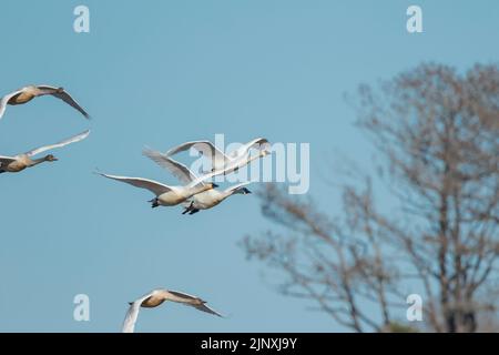 Tundra Swans (Cygnus columbianus) in volo Foto Stock