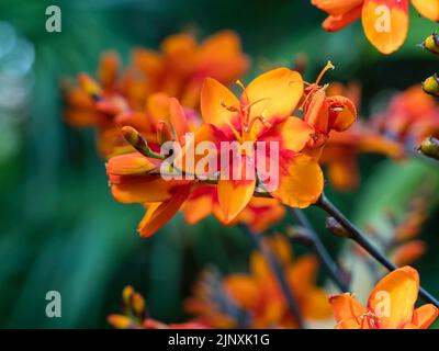 Fiori arancioni rossi dalla gola dura, che fioriscono più tardi l'estate perenne, cosmia 'occhi luminosi di Walberton' Foto Stock