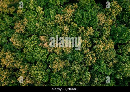 Late summer in forest aerial top view. Mixed forest, green and yellow deciduous trees as august background.Soft light in countryside woodland or park.Drone shoot above colorful green texture in nature Foto Stock